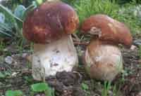 cepes ardeche